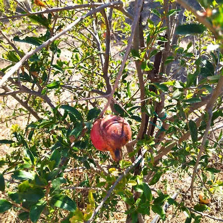 Traditional House Inside Filoti, Naxos * Filótion